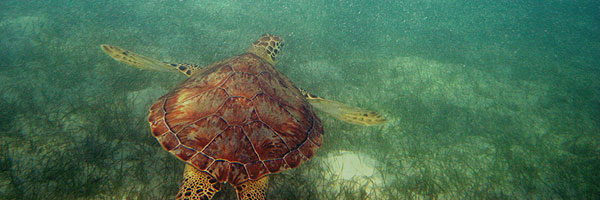 Grazing on Sea Grass