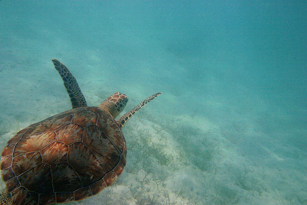 Green Sea Turtle