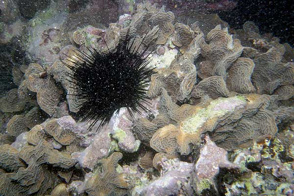 Sea Urchin and Lettuce Coral