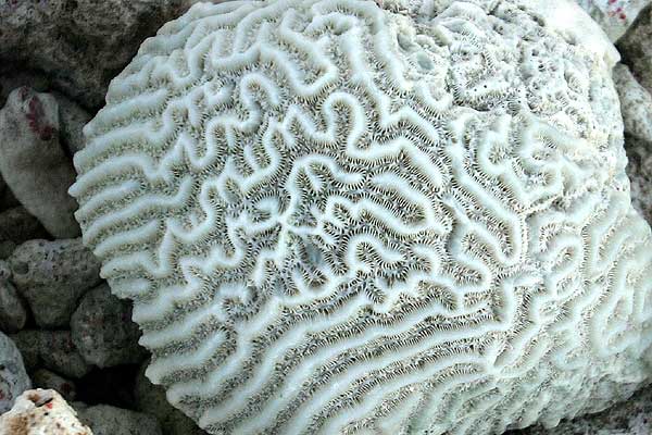 Brain Coral Skeleton