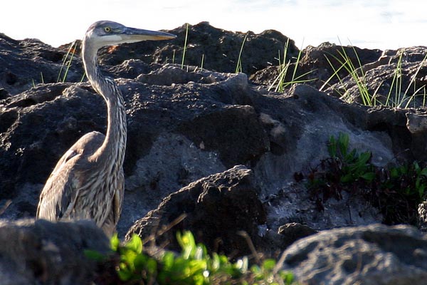 Great Blue Heron