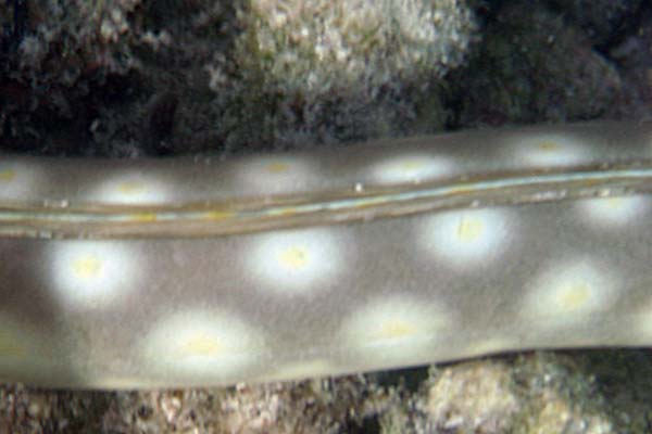 Sharptail Eel