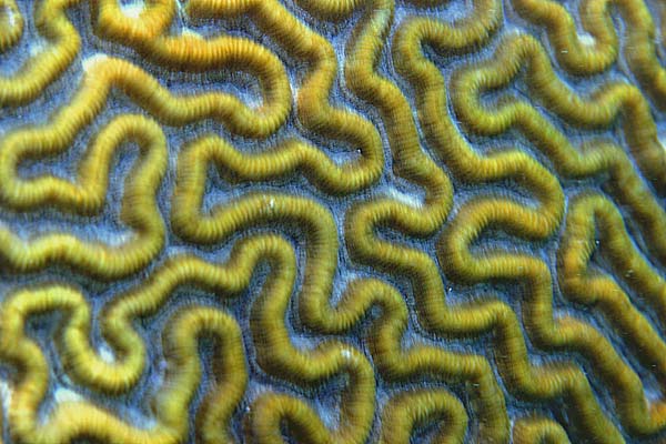 Brain Coral