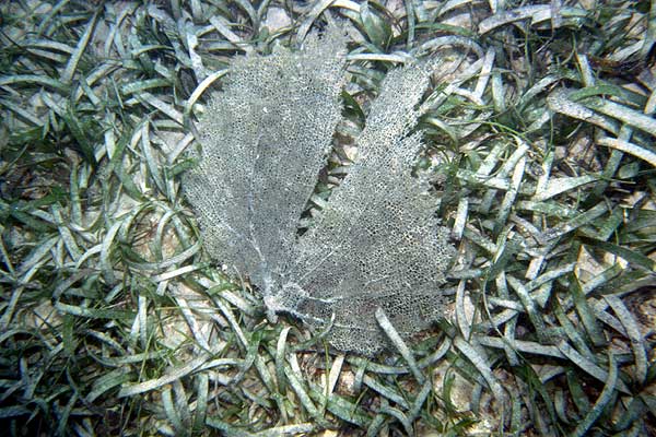 Dead Fan Coral in the Sea Grass