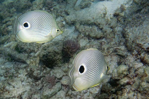 Foureye Butterfly Fish