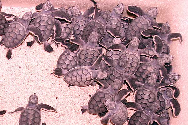 Bucket of Turtles